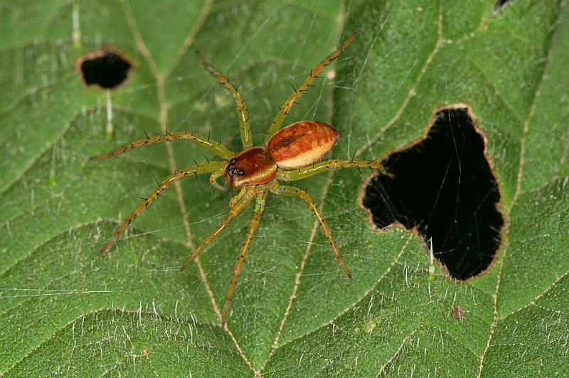 Dolomedes_fimbriatus_D4900_Z_90_Les Gris_Frankrijk.jpg